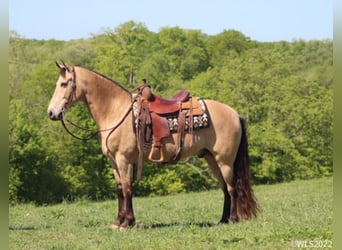 Fox trotter de Missouri, Caballo castrado, 17 años, Buckskin/Bayo