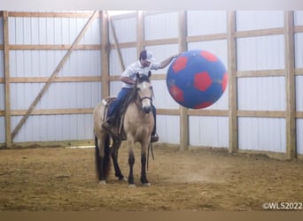 Fox trotter de Missouri, Caballo castrado, 17 años, Buckskin/Bayo