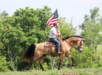 Fox trotter de Missouri, Caballo castrado, 17 años, Buckskin/Bayo