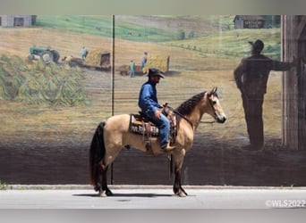 Fox trotter de Missouri, Caballo castrado, 17 años, Buckskin/Bayo