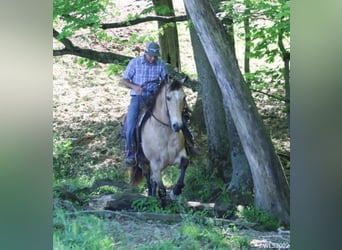 Fox trotter de Missouri, Caballo castrado, 17 años, Buckskin/Bayo