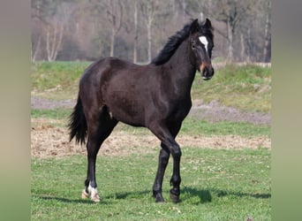 Fox trotter de Missouri Mestizo, Caballo castrado, 3 años, 154 cm, Castaño oscuro