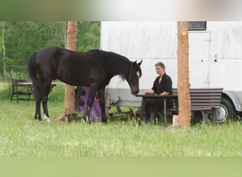 Fox trotter de Missouri Mestizo, Caballo castrado, 3 años, 154 cm, Castaño oscuro