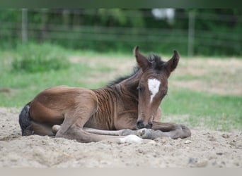 Fox trotter de Missouri Mestizo, Caballo castrado, 3 años, 154 cm, Castaño oscuro