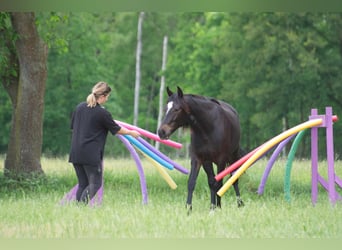 Fox trotter de Missouri Mestizo, Caballo castrado, 3 años, 154 cm, Castaño oscuro