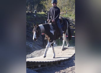 Fox trotter de Missouri Mestizo, Caballo castrado, 3 años, 154 cm, Castaño oscuro