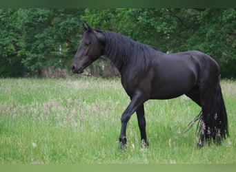 Fox trotter de Missouri Mestizo, Caballo castrado, 3 años, 154 cm, Castaño oscuro