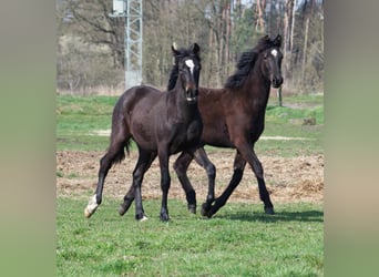 Fox trotter de Missouri Mestizo, Caballo castrado, 3 años, 154 cm, Castaño oscuro