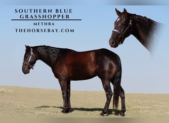 Fox trotter de Missouri, Caballo castrado, 4 años, 155 cm, Negro