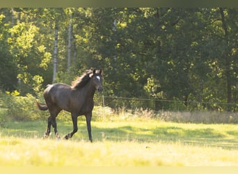 Fox trotter de Missouri Mestizo, Caballo castrado, 4 años, 158 cm