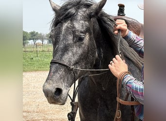 Fox trotter de Missouri, Caballo castrado, 4 años, 163 cm, Ruano azulado