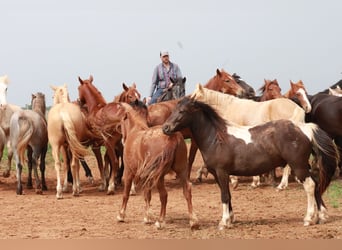 Fox trotter de Missouri, Caballo castrado, 4 años, 163 cm, Ruano azulado