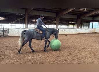 Fox trotter de Missouri, Caballo castrado, 4 años, 163 cm, Ruano azulado
