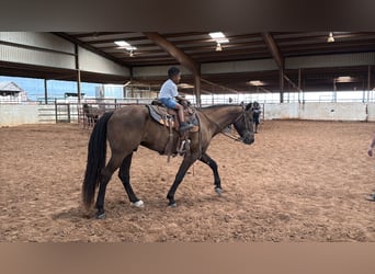 Fox trotter de Missouri, Caballo castrado, 4 años, Negro