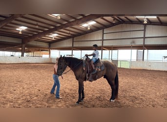 Fox trotter de Missouri, Caballo castrado, 4 años, Negro
