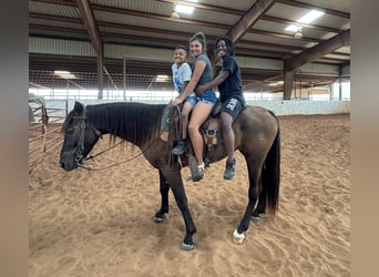 Fox trotter de Missouri, Caballo castrado, 4 años, Negro