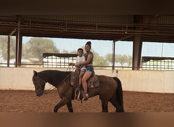 Fox trotter de Missouri, Caballo castrado, 4 años, Negro
