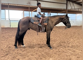 Fox trotter de Missouri, Caballo castrado, 4 años, Negro