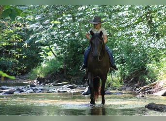 Fox trotter de Missouri, Caballo castrado, 5 años, 142 cm, Negro