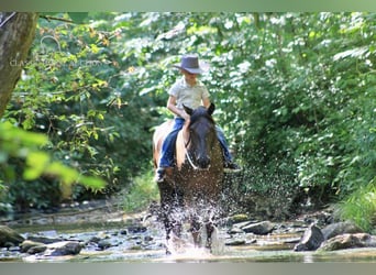 Fox trotter de Missouri, Caballo castrado, 5 años, 142 cm, Negro