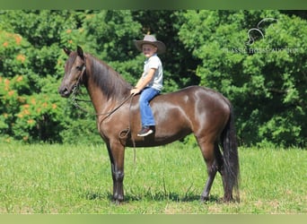 Fox trotter de Missouri, Caballo castrado, 5 años, 142 cm, Negro