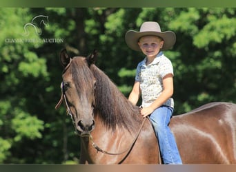 Fox trotter de Missouri, Caballo castrado, 5 años, 142 cm, Negro