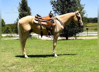 Fox trotter de Missouri, Caballo castrado, 5 años, 142 cm, Palomino