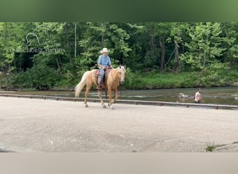 Fox trotter de Missouri, Caballo castrado, 5 años, 142 cm, Palomino