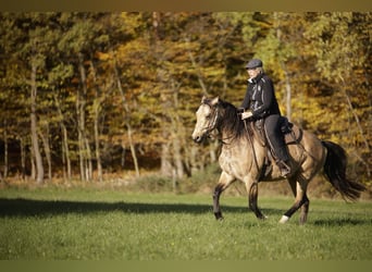 Fox trotter de Missouri, Caballo castrado, 5 años, 153 cm, Bayo