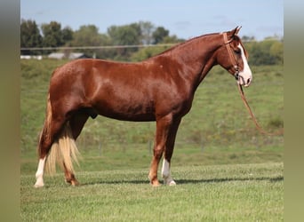 Fox trotter de Missouri, Caballo castrado, 5 años, Alazán-tostado