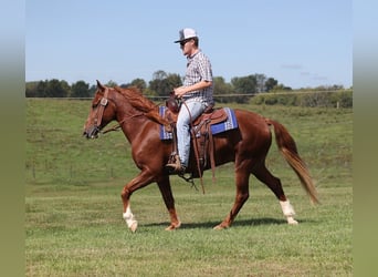 Fox trotter de Missouri, Caballo castrado, 5 años, Alazán-tostado