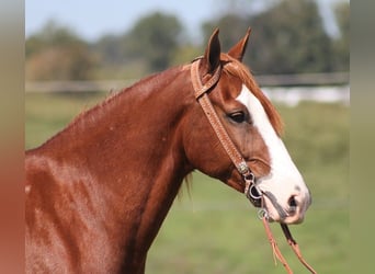 Fox trotter de Missouri, Caballo castrado, 5 años, Alazán-tostado