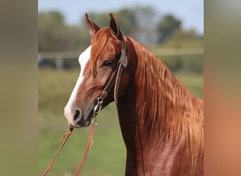 Fox trotter de Missouri, Caballo castrado, 5 años, Alazán-tostado