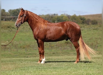 Fox trotter de Missouri, Caballo castrado, 5 años, Alazán-tostado