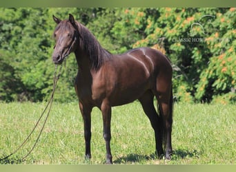 Fox trotter de Missouri, Caballo castrado, 6 años, 142 cm, Negro