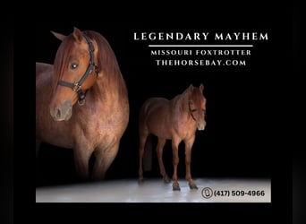 Fox trotter de Missouri, Caballo castrado, 6 años, 145 cm, Ruano alazán