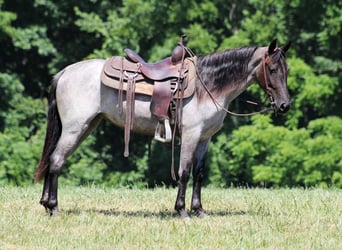 Fox trotter de Missouri, Caballo castrado, 6 años, 147 cm, Ruano azulado