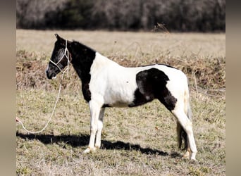 Fox trotter de Missouri, Caballo castrado, 6 años, 147 cm, Tobiano-todas las-capas