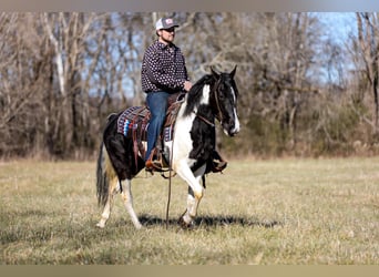 Fox trotter de Missouri, Caballo castrado, 6 años, 147 cm, Tobiano-todas las-capas