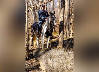 Fox trotter de Missouri, Caballo castrado, 6 años, 147 cm, Tobiano-todas las-capas