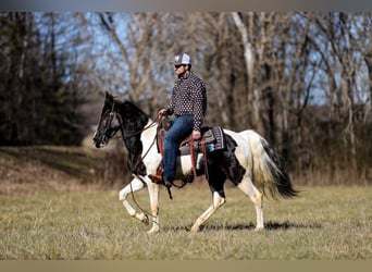 Fox trotter de Missouri, Caballo castrado, 6 años, 147 cm, Tobiano-todas las-capas