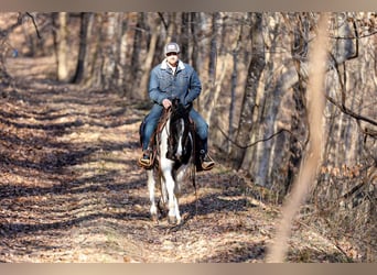 Fox trotter de Missouri, Caballo castrado, 6 años, 147 cm, Tobiano-todas las-capas