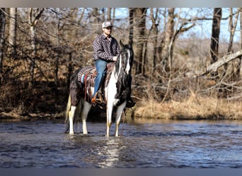 Fox trotter de Missouri, Caballo castrado, 6 años, 147 cm, Tobiano-todas las-capas