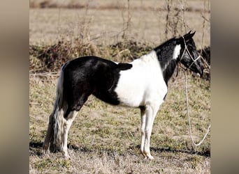 Fox trotter de Missouri, Caballo castrado, 6 años, 147 cm, Tobiano-todas las-capas