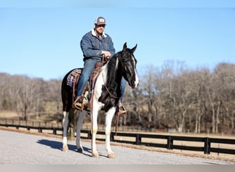 Fox trotter de Missouri, Caballo castrado, 6 años, 147 cm, Tobiano-todas las-capas