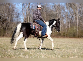 Fox trotter de Missouri, Caballo castrado, 6 años, 147 cm, Tobiano-todas las-capas