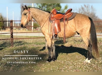 Fox trotter de Missouri, Caballo castrado, 6 años, 150 cm, Buckskin/Bayo