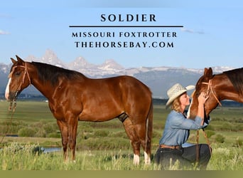 Fox trotter de Missouri, Caballo castrado, 6 años, 152 cm, Alazán-tostado