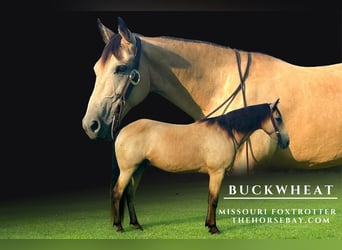 Fox trotter de Missouri, Caballo castrado, 6 años, 152 cm, Buckskin/Bayo