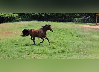 Fox trotter de Missouri, Caballo castrado, 6 años, 152 cm, Castaño rojizo